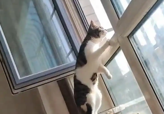 主人回家过年26天 小猫把床拉满便便