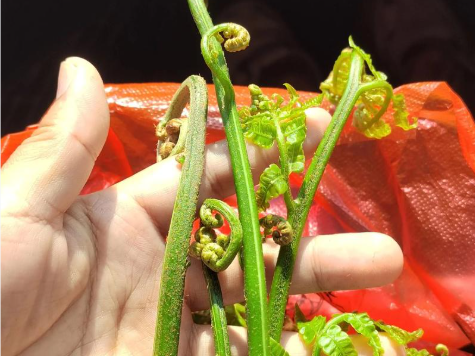 吃野菜的第一批受害者出现了